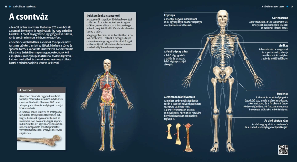 الهيكل العظمي