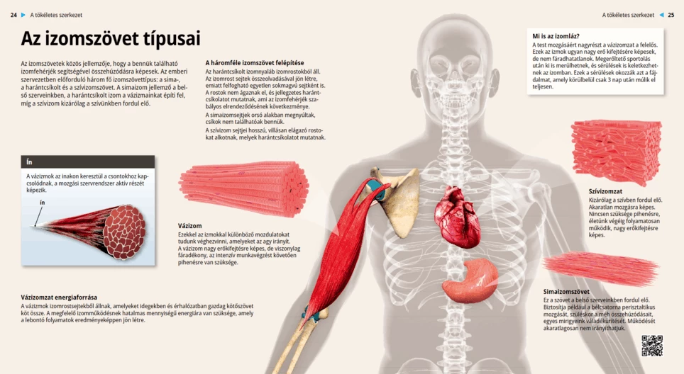 األنسجة العضلية