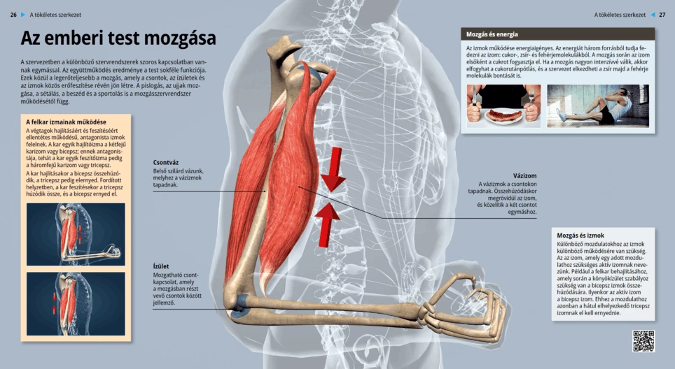 حركة الجسم البشري