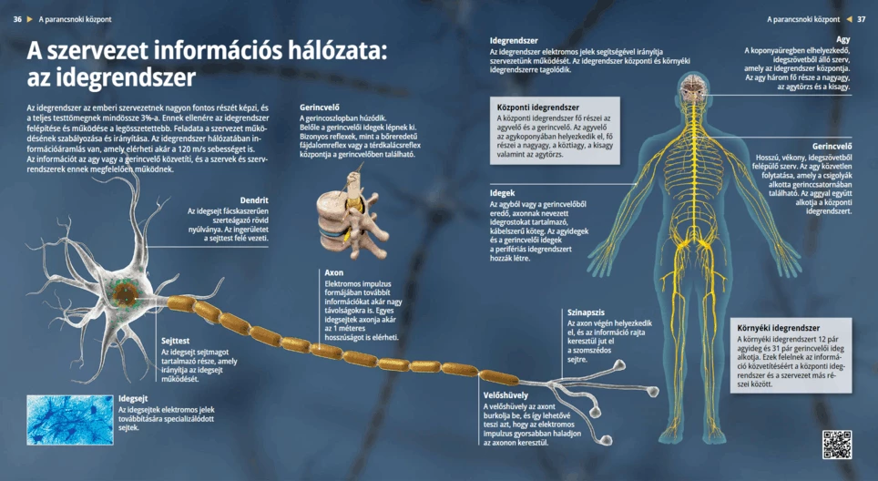 الجهاز العصبي