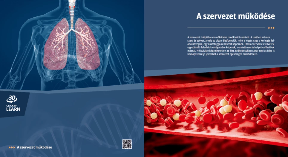 عمل الجسم البشري