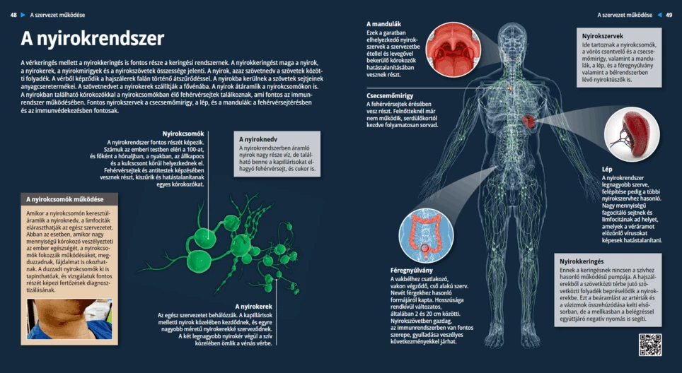 الجهاز اللمفاوي