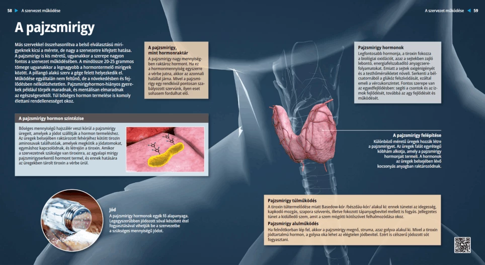 الغدة الدرقية