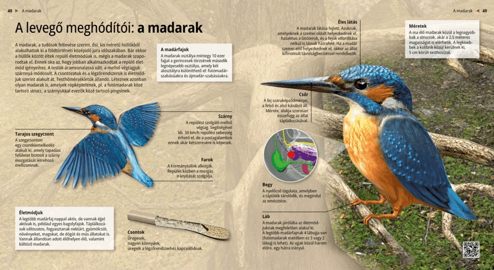 Birds: Winged Wanderers