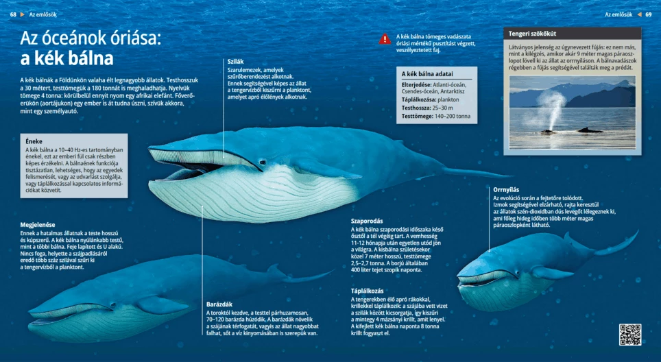 The Blue Whale: Titan of the Sea