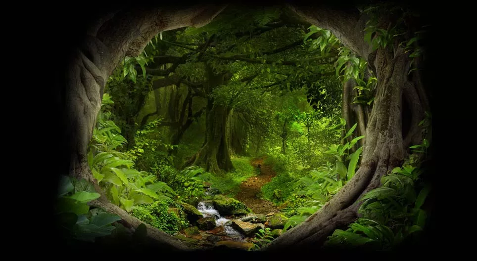 في عمق الغابة