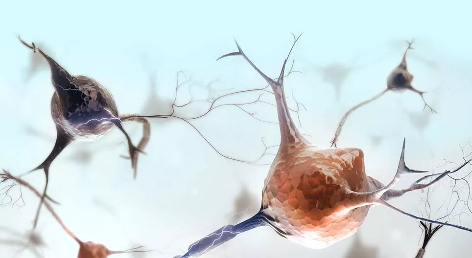 ما هي خصائص النسيج العصبي؟