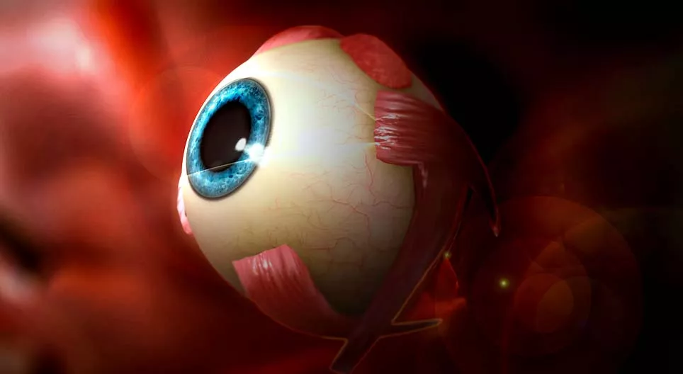 كيف نرى؟ العين البشرية