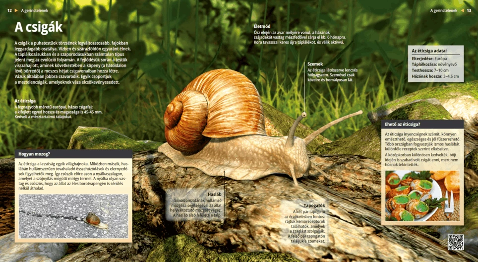 Die Schnecken: Langsam und schleimig
