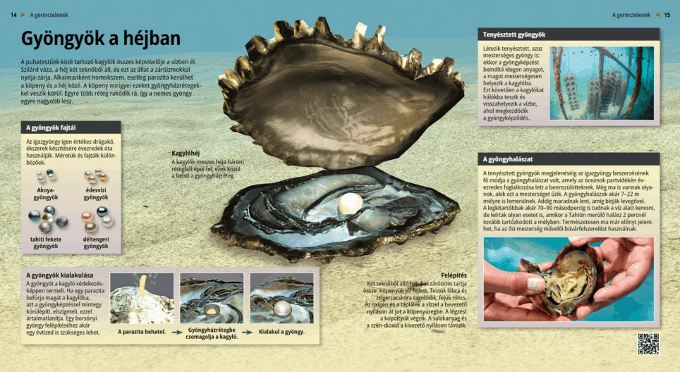 Die Perlen: Schätze aus dem Meer