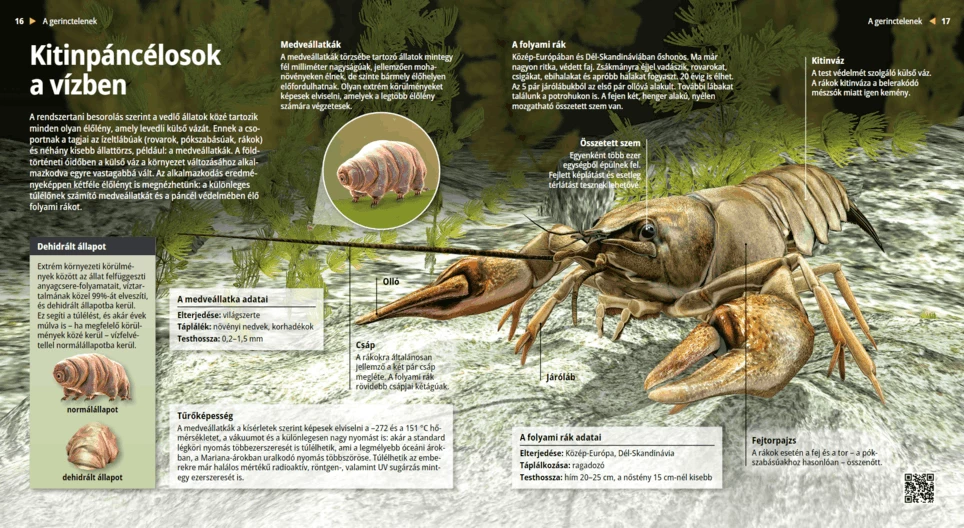 Die Bärtierchen und Krebse: Die Häutungstiere