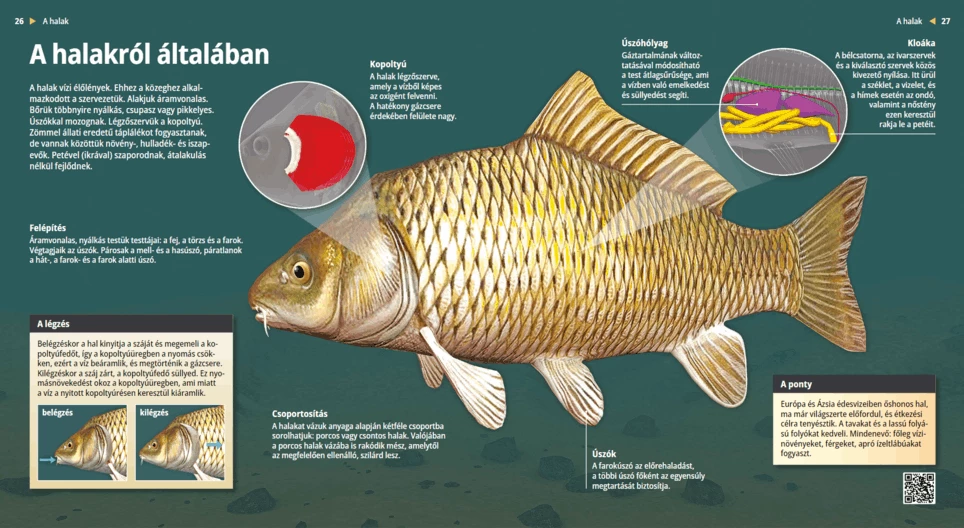 Die Fische im Allgemeinen