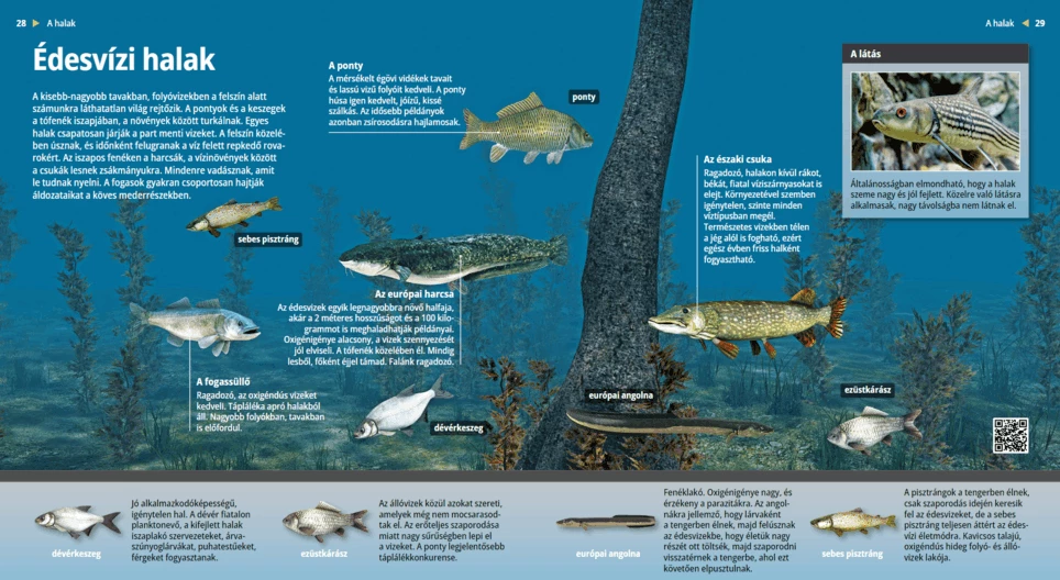 Die Süßwasserfische