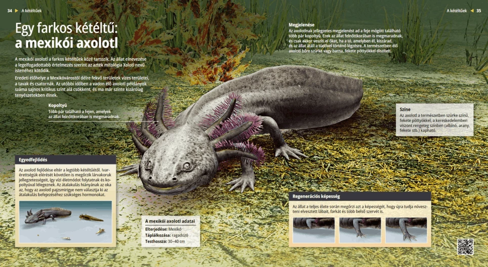 Die Axolotl: Selbstheilende Schwanzlurche
