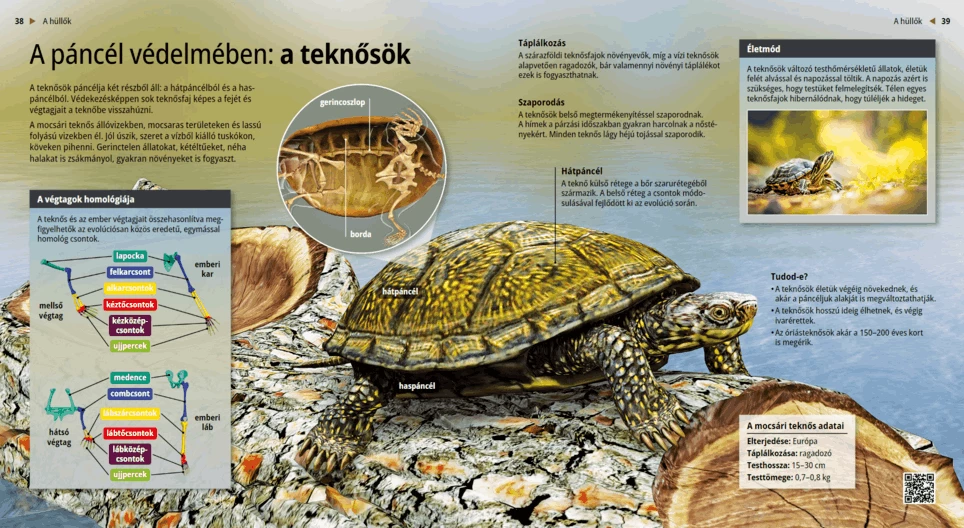 Die Schildkröten: Langsame Methusalems