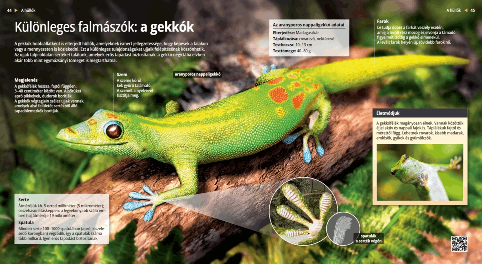 Die Geckos: Flinke Kletterer