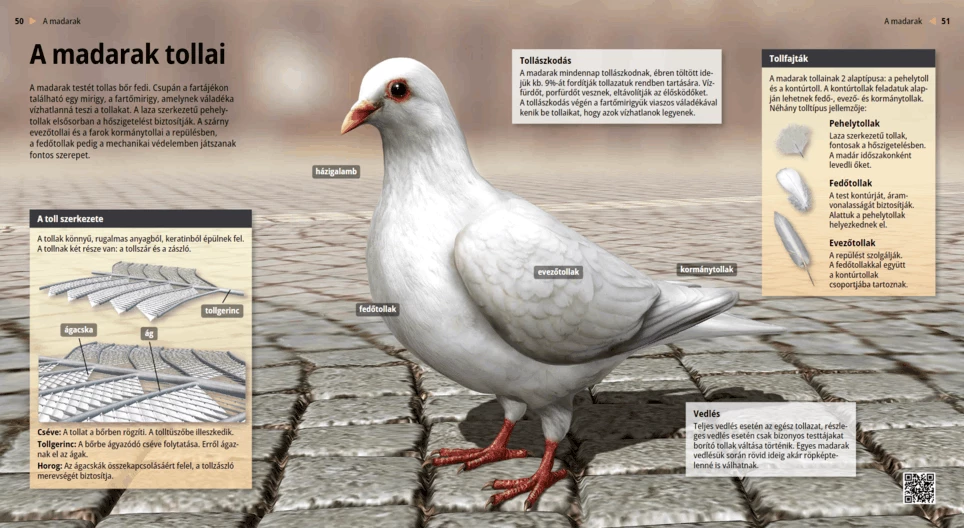 Die Federn der Vögel