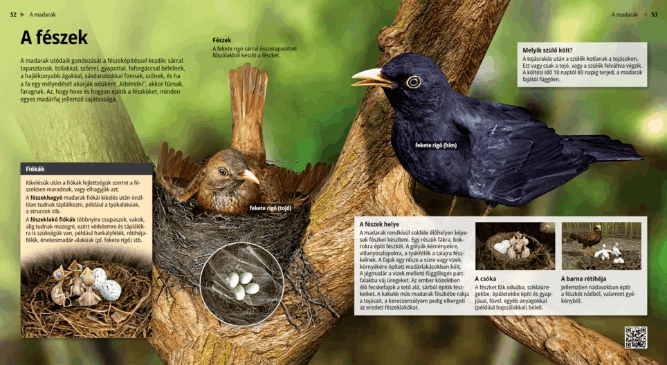 Das Nest