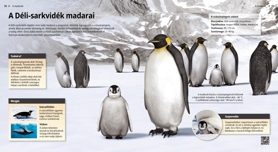 Die Pinguine: Vögel am Polarkreis