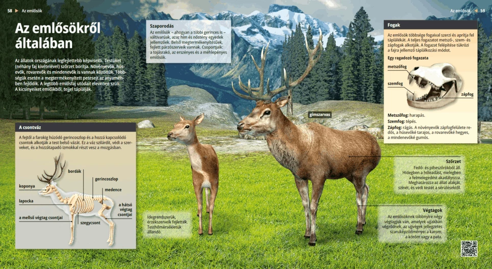 Die Wirbeltiere im Allgemeinen