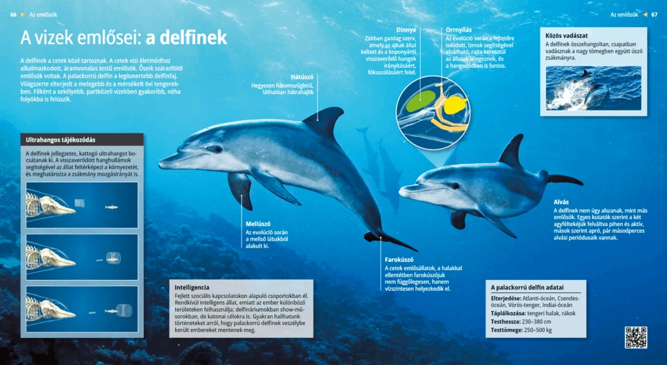 Die Delfine: Kluge Meeressäuger