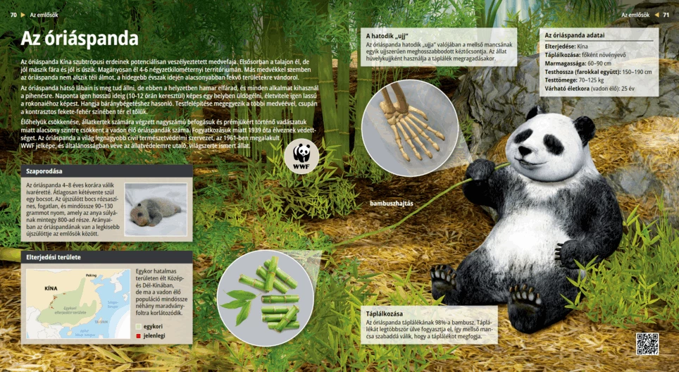 Großer Panda