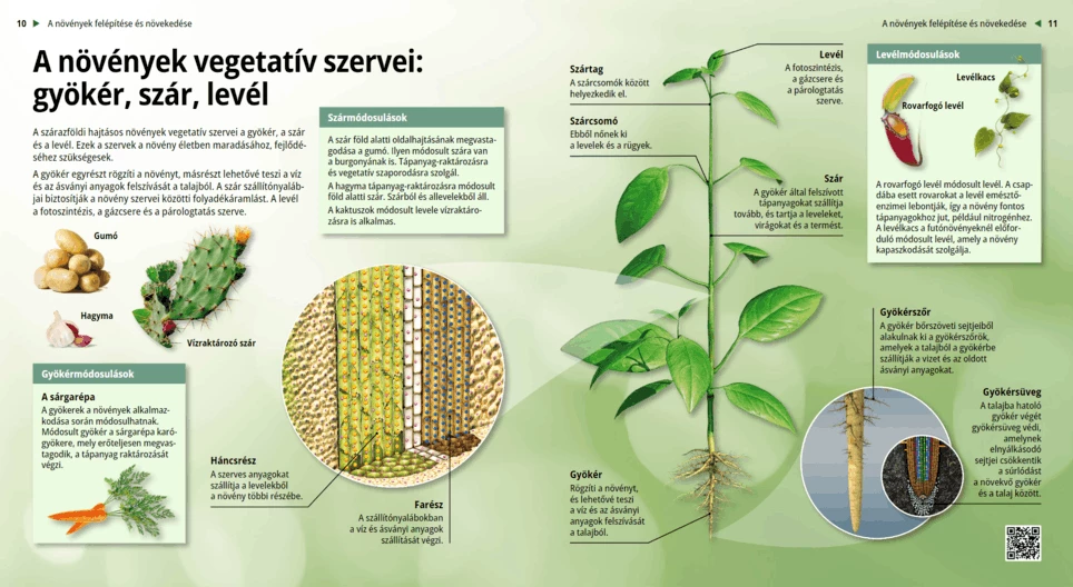 Die vegetativen Organe der Pflanzen