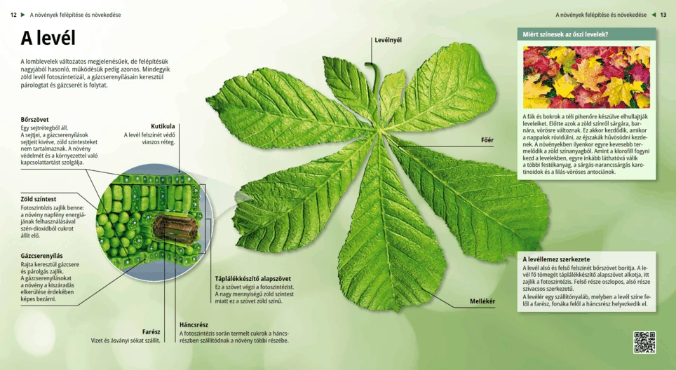 Das Blatt