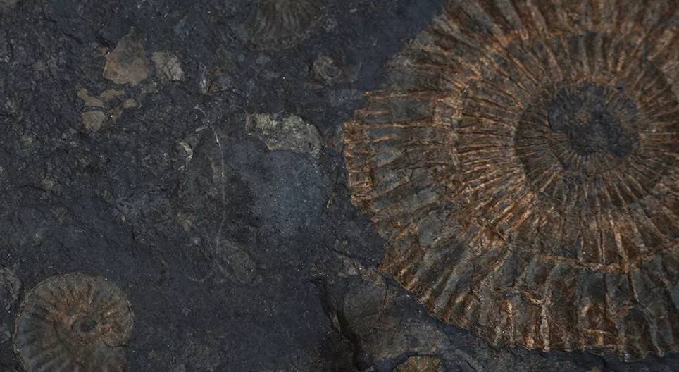 Lebende Fossilien