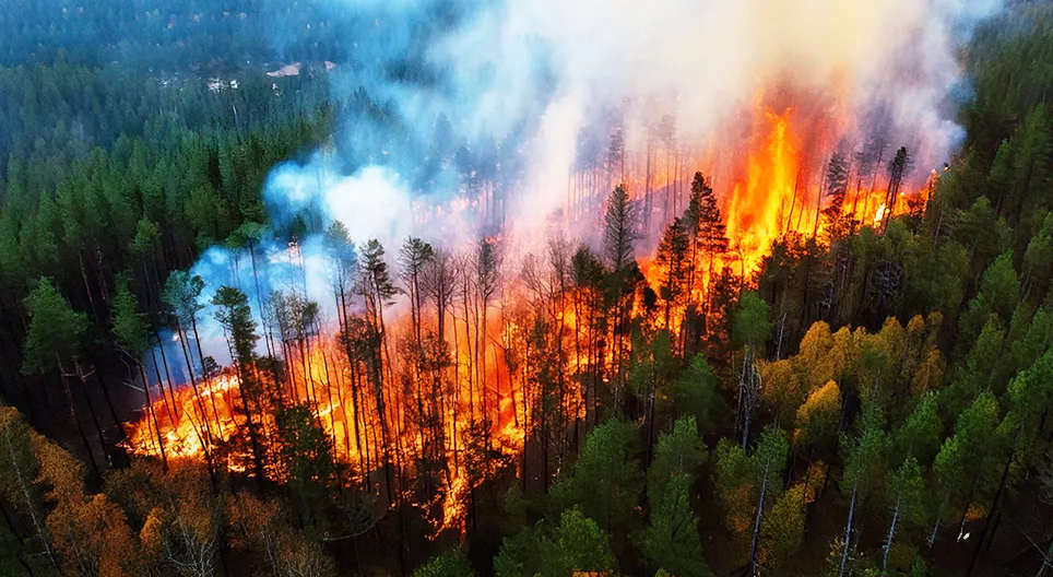 Bozóttűz esettanulmány: Black Summer, 2019-2020