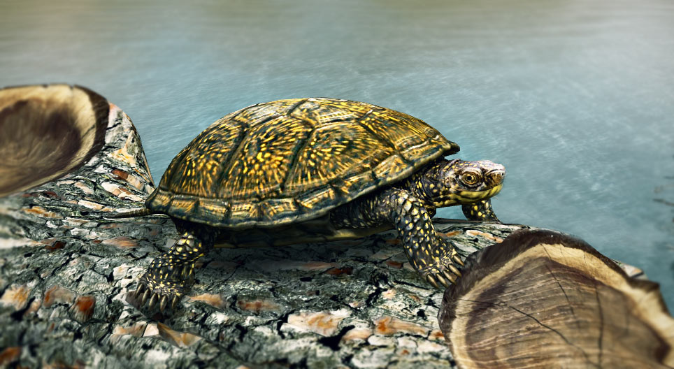 Die Europäische Sumpfschildkröte