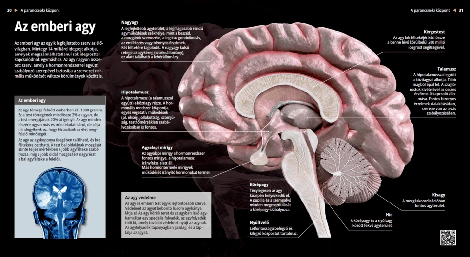 The Human Brain