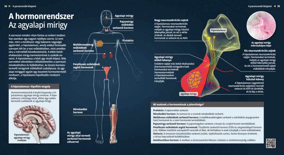 The Hormonal System – Pituitary gland
