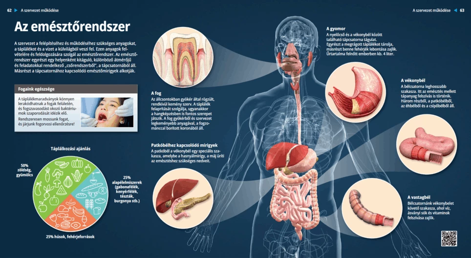 The Digestive System