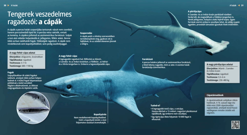 Sharks: Dangerous Marine Predators