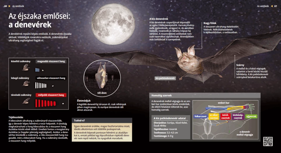 Bats: Living Radars