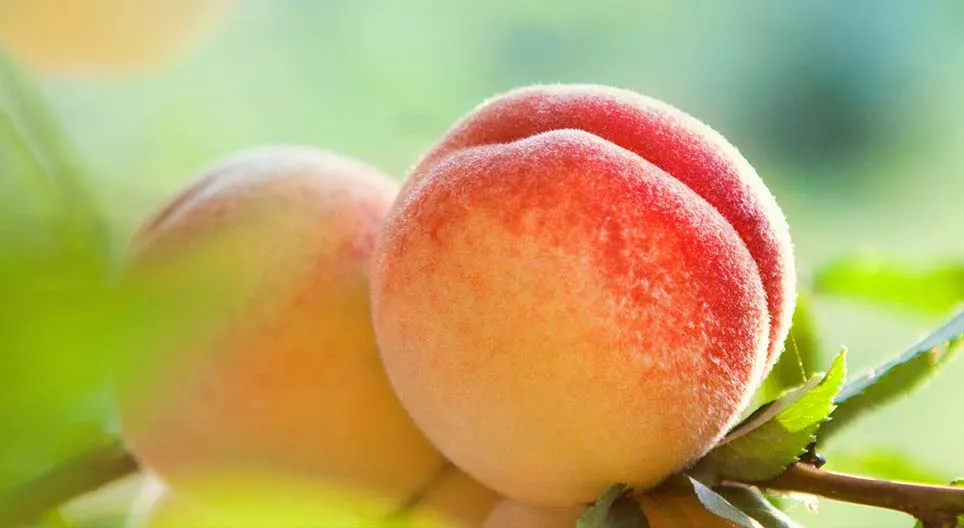 What type of fruit is peach?