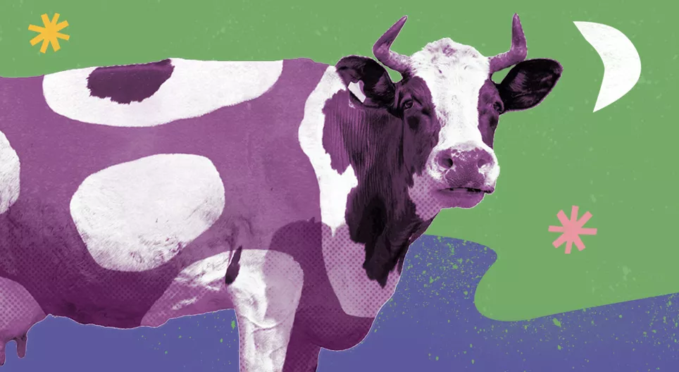 Are there purple cows?