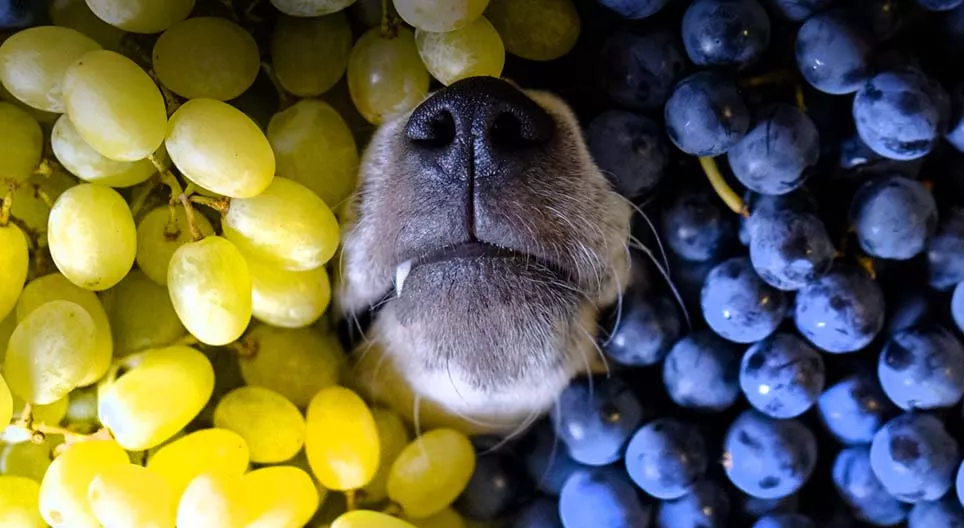 Are grapes good for you?