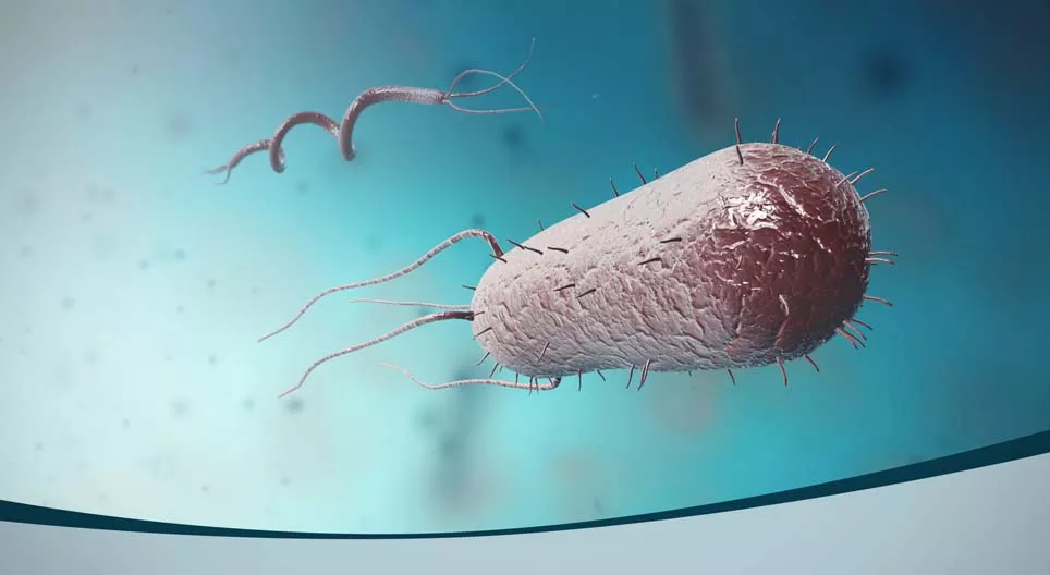 What size are bacteria?