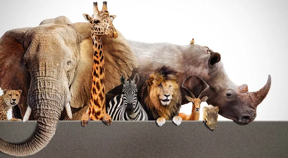 Let's go on a safari!