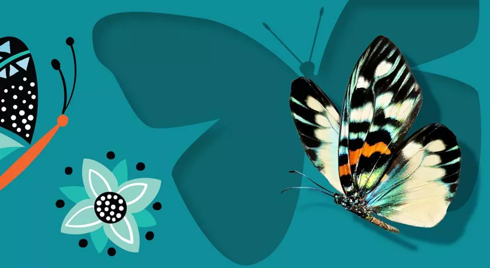 Butterflies and moths