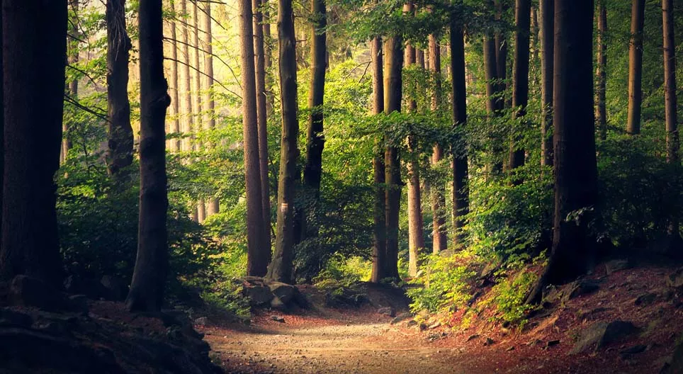 Are all forests alike?