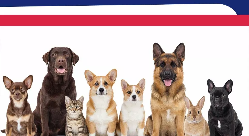 Nombres de 21 à 70 ; les animaux