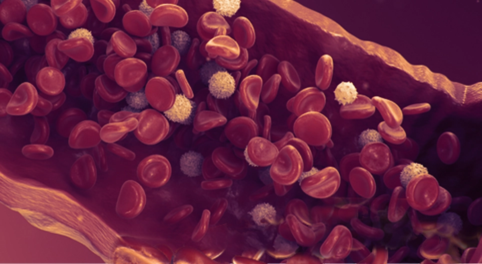 The vascular system