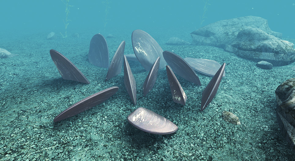 Freshwater pearl mussel