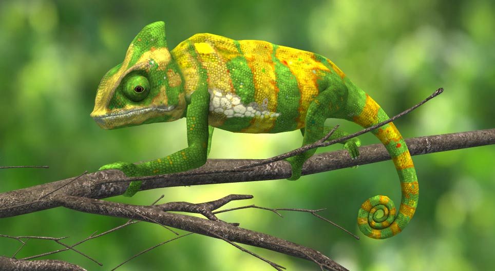 Veiled chameleon