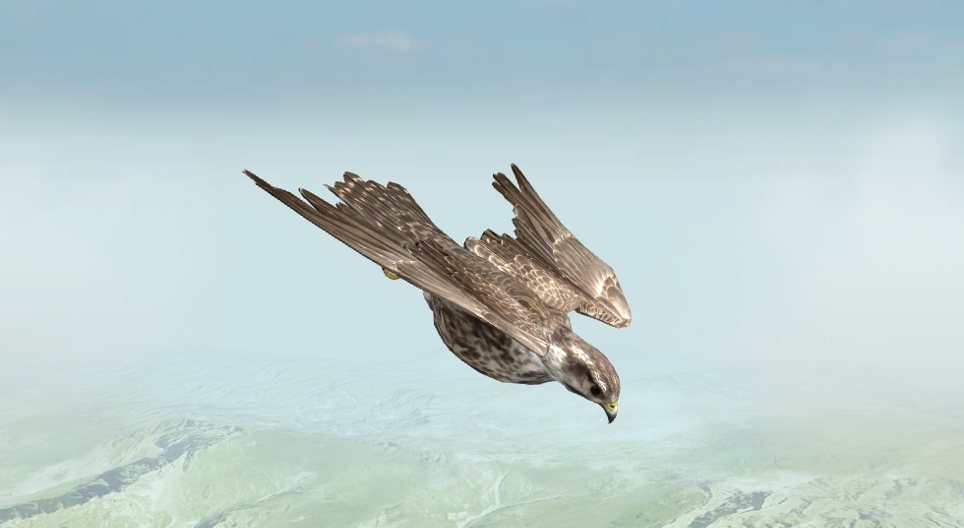 Saker falcon