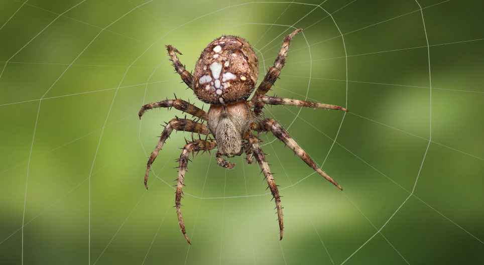 European garden spider