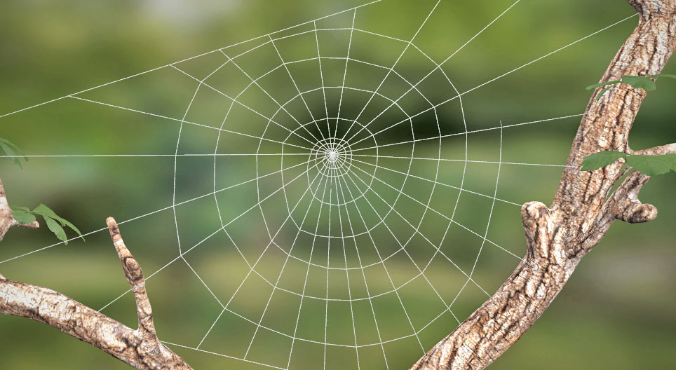 Spider silk, spider web